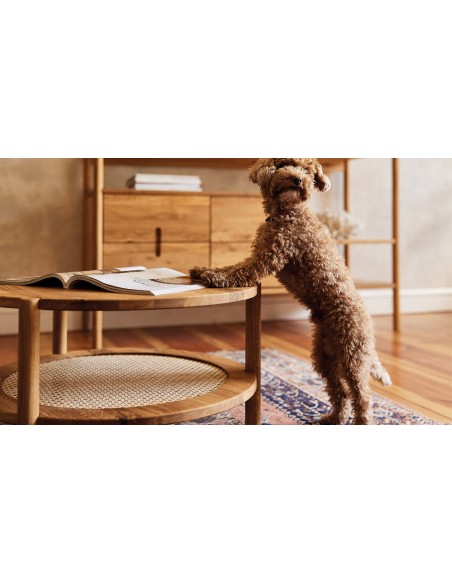 table basse olgana sur tapis avec chien