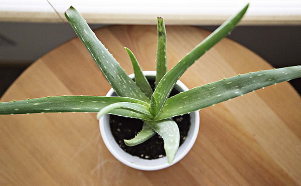 aloe vera dans un pot