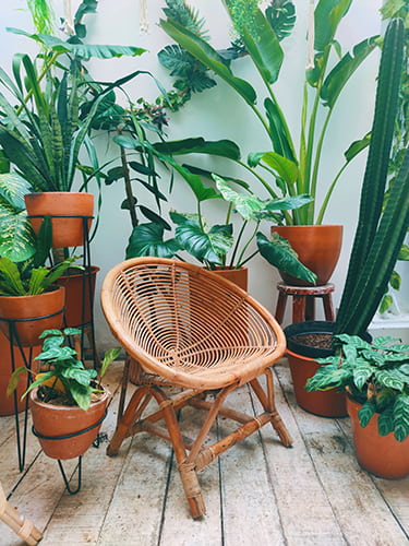 plantes dans un balcon