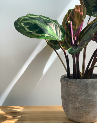 calathea