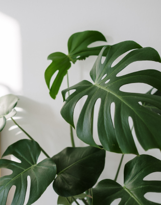 monstera