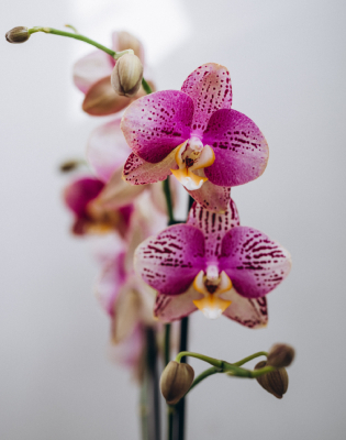 orchidee