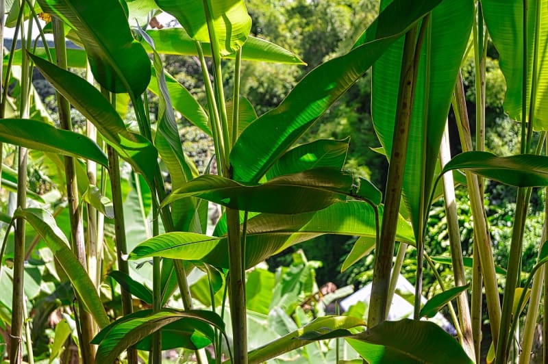 feuilles bananier abaca